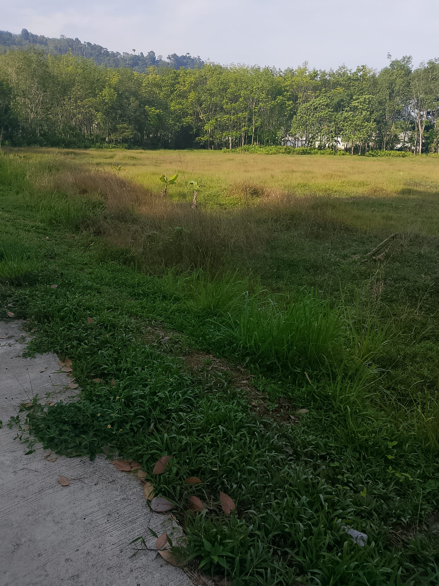 A 5-rai plot of land in Sakhu Subdistrict. — Freehold land in Nai Yang, Phuket